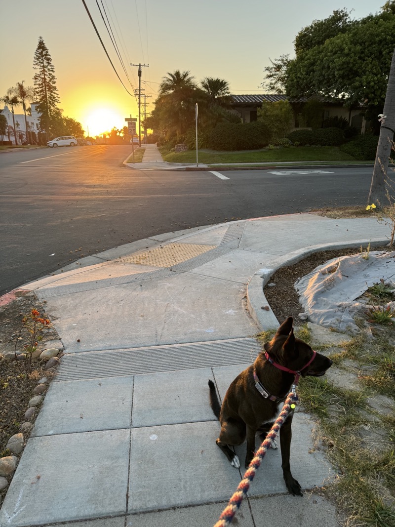 A picture of a black dog named Bowie sitting, taken on September 5 2024 at 6:41 am